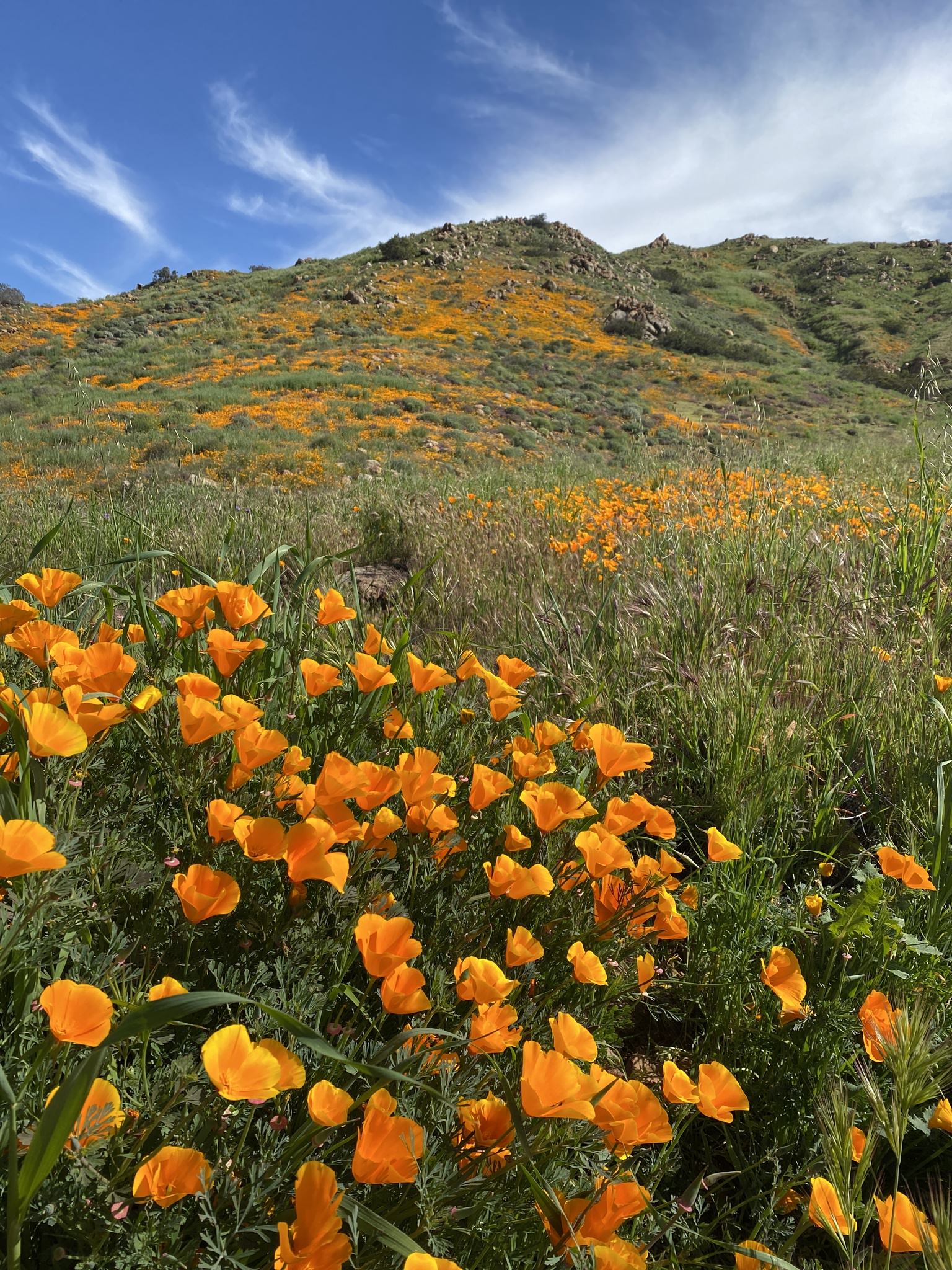 Eschscholzia californica